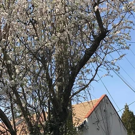 Mandula House * Paloznak