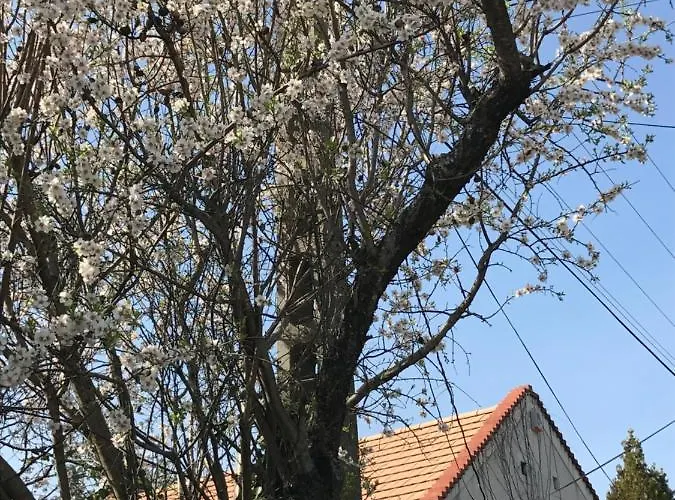 Mandula House * Paloznak