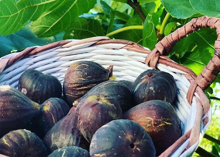 Mandula House * パロズナク