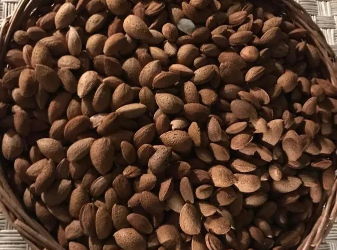 別荘 Mandula House